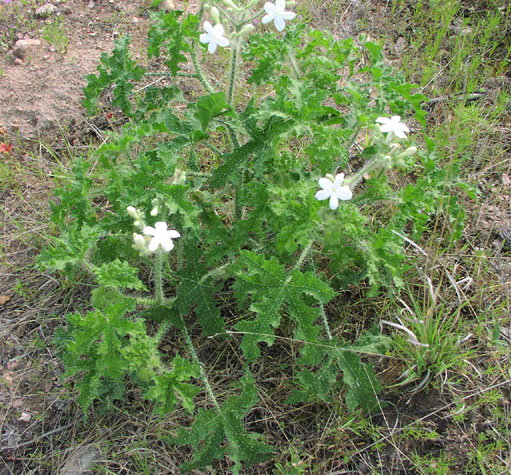 Cnidosculus texanus habit2.jpg (136879 bytes)