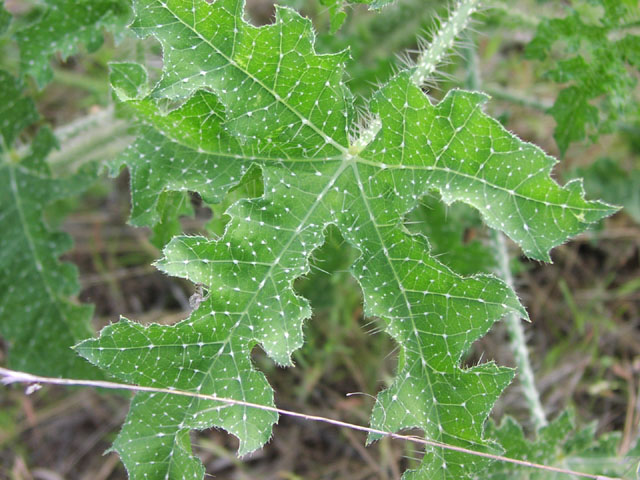 Cnidosculus texanus leaf2.jpg (99580 bytes)