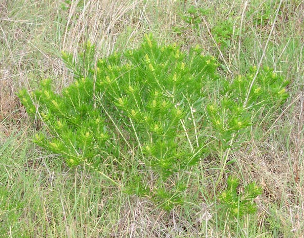 Stillingia texana habit.jpg (117132 bytes)