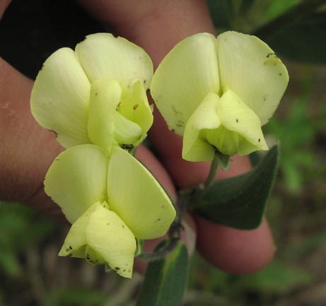 Baptisia leucophaea flowers1.jpg (24963 bytes)