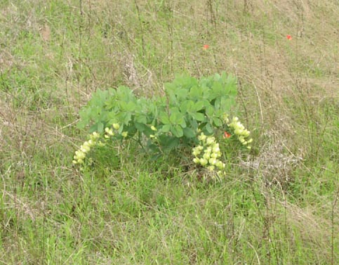 Baptisia leucophaea habit1.jpg (62353 bytes)