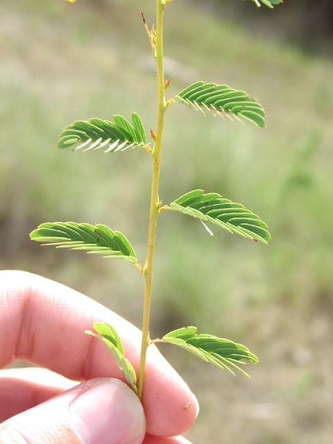 Cassia fasciculata leaves1.jpg (36144 bytes)