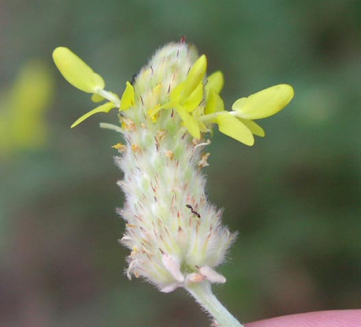 Dalea aurea flowers.jpg (26362 bytes)