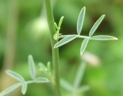 Dalea aurea leaves.jpg (20516 bytes)