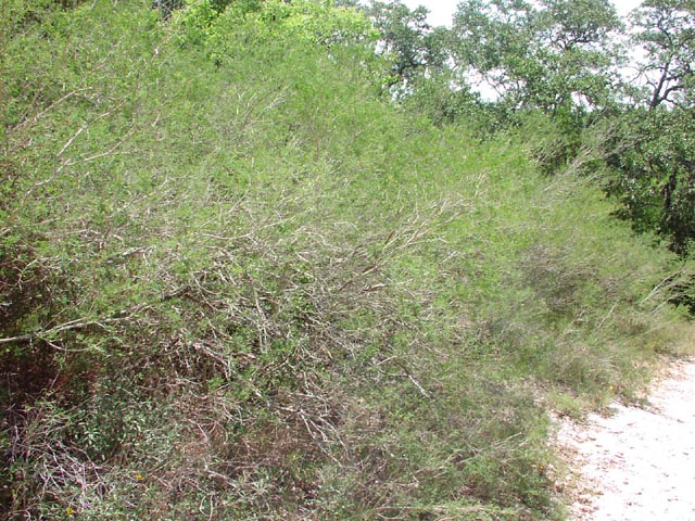 Eysenhardtia texana habit3.jpg (125714 bytes)