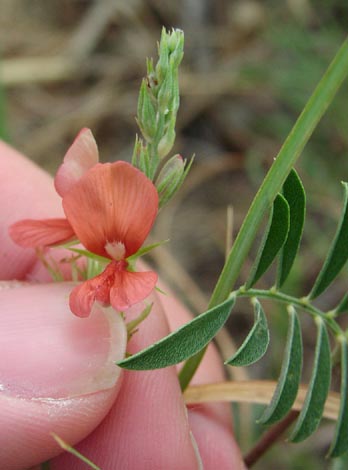 Indigofera miniata flowers.jpg (27073 bytes)