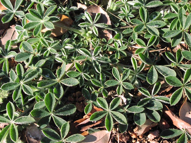 Lupinus texensis leaves.jpg (128658 bytes)