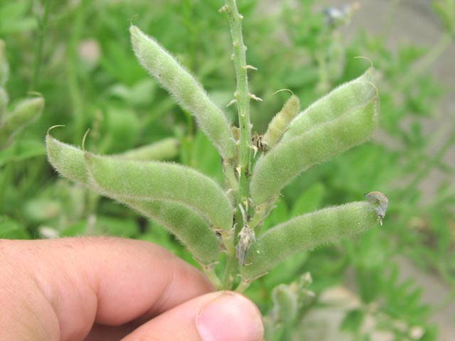 Lupinus texensis youngfruits.jpg (39534 bytes)