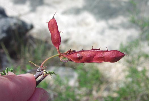 Mimosa borealis fruits.jpg (27382 bytes)