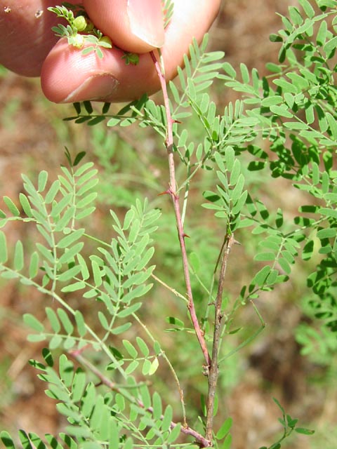 Mimosa borealis prickles.jpg (72123 bytes)