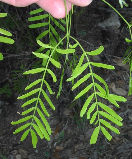 Prosopis glandulosa youngleaf.jpg (60080 bytes)