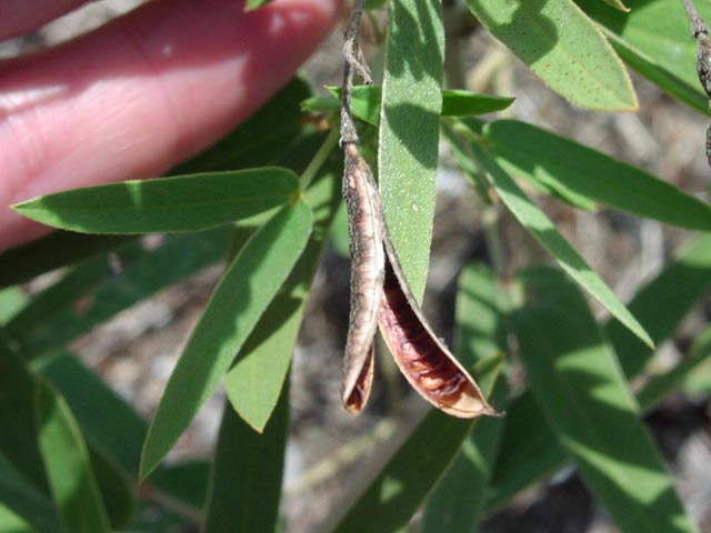 Senna roemeriana fruit.jpg (45854 bytes)