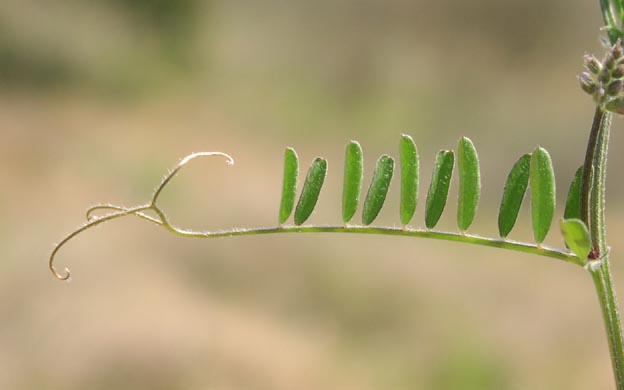 Vicia ludoviciana leaf.jpg (21067 bytes)