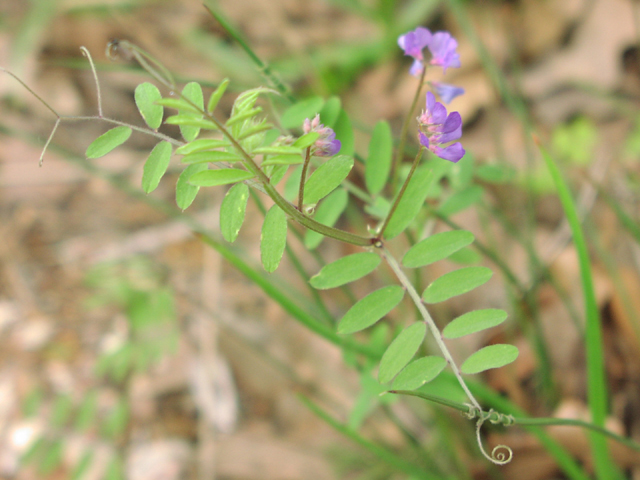 Vicia ludoviciana leaves1.jpg (212942 bytes)