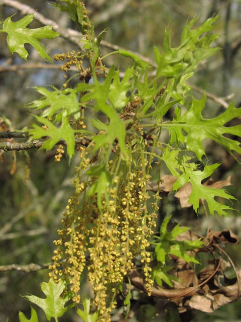 Quercus buckleyi catkins2.jpg (71915 bytes)