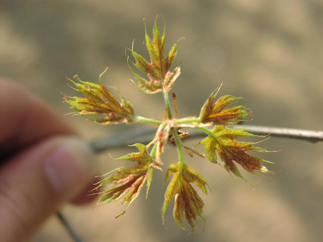 Quercus buckleyi youngleaves.jpg (34605 bytes)