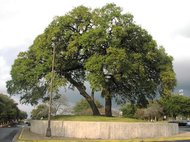 Quercus fusiformis habit9.jpg (92311 bytes)