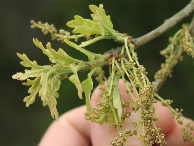 Quercus stellata catkins.jpg (49626 bytes)