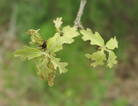 Quercus stellata youngleaves2.jpg (21541 bytes)