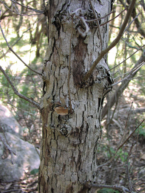 quercus.sinuata.bark.JPG (113668 bytes)