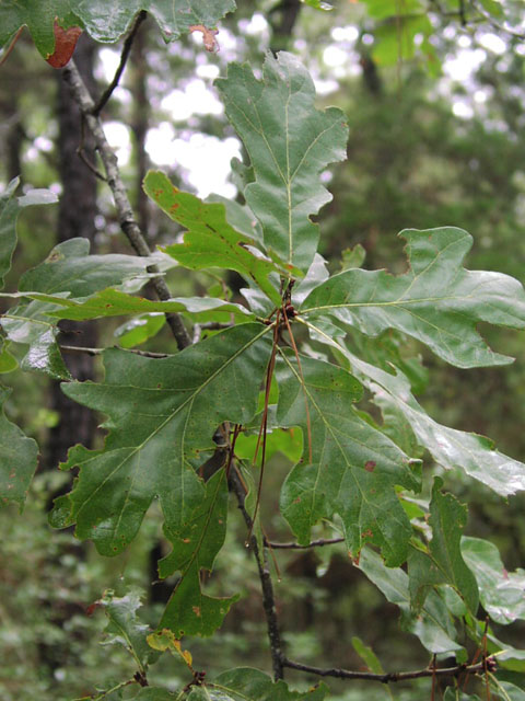 quercus.stellata.JPG (88762 bytes)