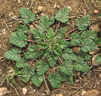 Erodium texanum rosette.jpg (70757 bytes)