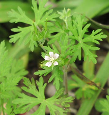 Geranium carolinianum flower.jpg (29347 bytes)