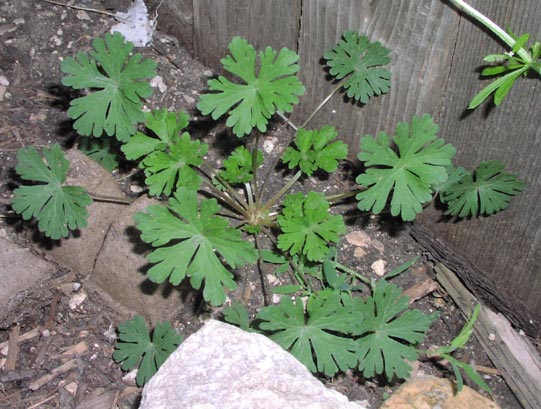 Geranium carolinianum habit.jpg (70255 bytes)