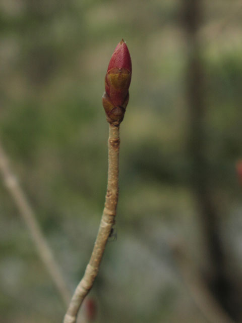 Aesculus pavia bud.jpg (28131 bytes)