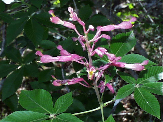 aesculus.pavia.pavia.infl.1.jpg (60355 bytes)