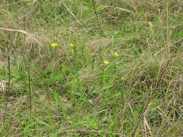 Hypoxis hirsuta habit1.jpg (121297 bytes)