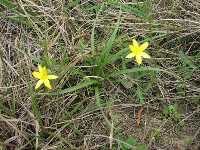 Hypoxis hirsuta leaves1.jpg (129947 bytes)