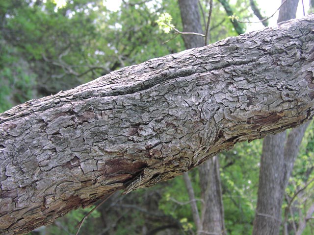 Carya illinoiensis bark.jpg (93441 bytes)