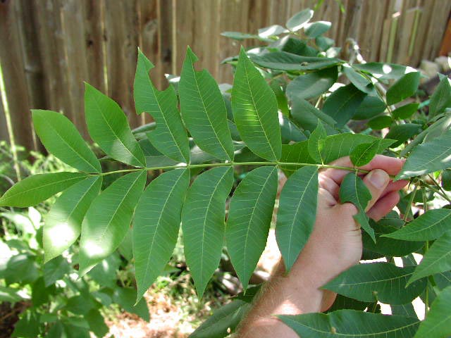 Carya illinoiensis leaf3.jpg (66300 bytes)