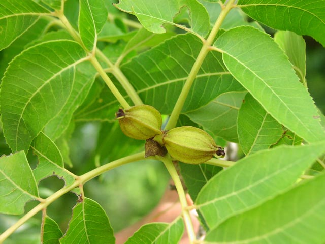 Carya illinoiensis youngfruits.jpg (54717 bytes)