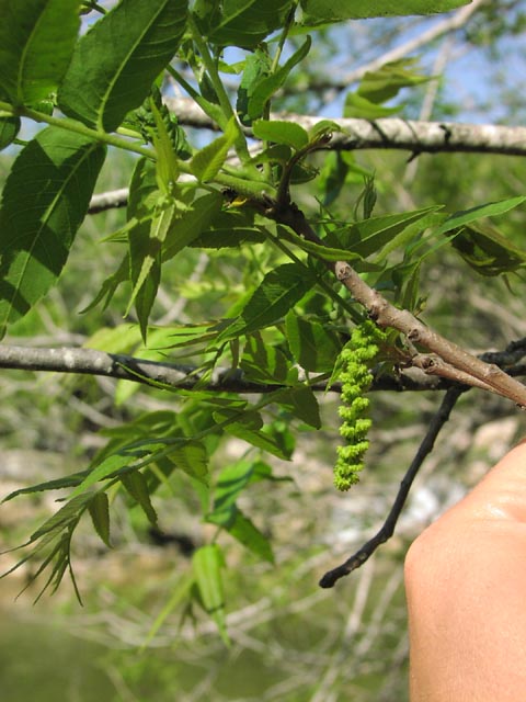 Carya illinoiensis younginflorescence.jpg (66926 bytes)