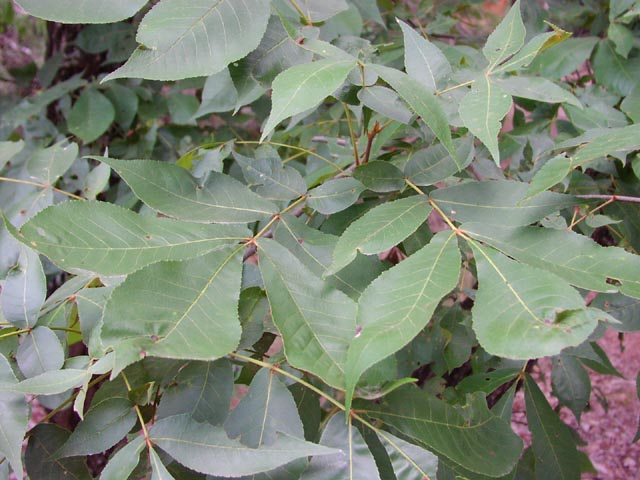 Carya texana leaves.jpg (68681 bytes)