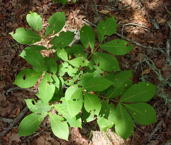 Carya texana sapling.jpg (82283 bytes)