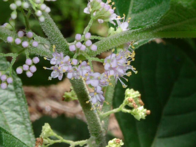 Callicarpa americana flowers1.jpg (51099 bytes)