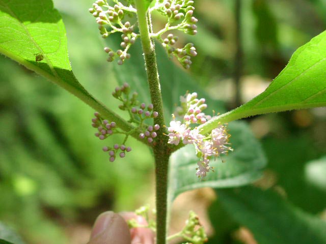 Callicarpa americana leafarrangement.jpg (47703 bytes)