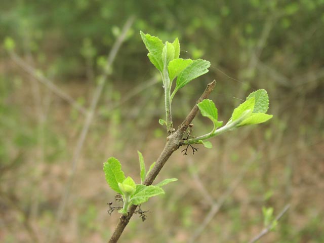 Callicarpa americana youngleaves.jpg (34560 bytes)