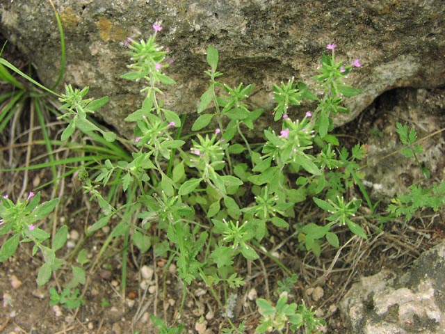 Hedeoma acinoides habit5.jpg (98632 bytes)