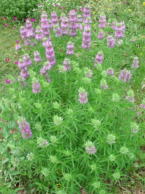 Monarda citriodora habit.jpg (124882 bytes)