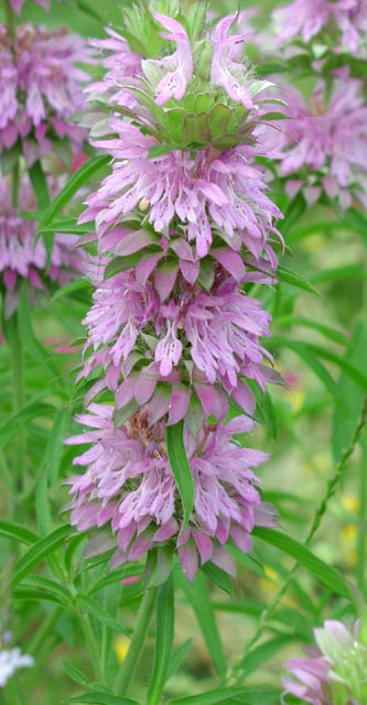 Monarda%20citriodora%20inflorescence.jpg