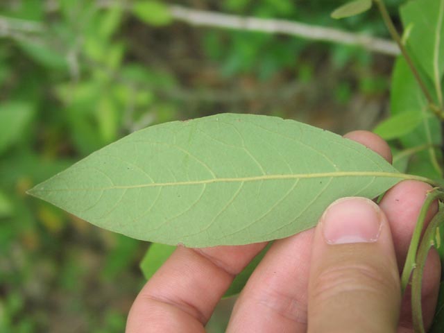 Persea borbonia leafunderside.jpg (31756 bytes)