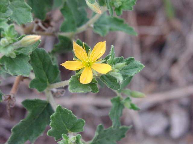 Mentzelia oligosperma flower.jpg (41247 bytes)