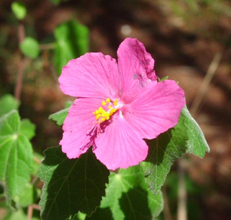 Pavonia lasiopetala flower9.jpg (36146 bytes)