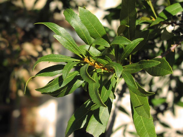 Myrica cerifera leaves.jpg (65384 bytes)