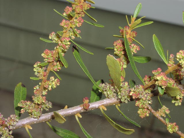 Myrica cerifera maleflowers.jpg (60064 bytes)