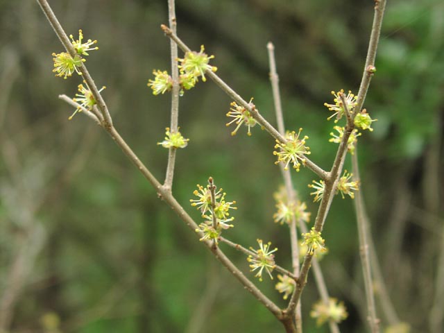 Forestiera pubescens maleflowers.jpg (42535 bytes)